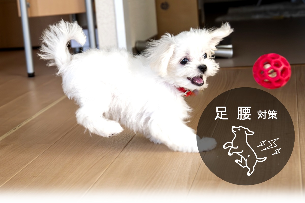 ペットの汚れ対策カーペット