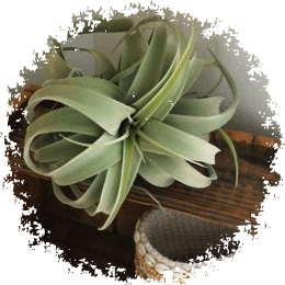 インテリアグリーン