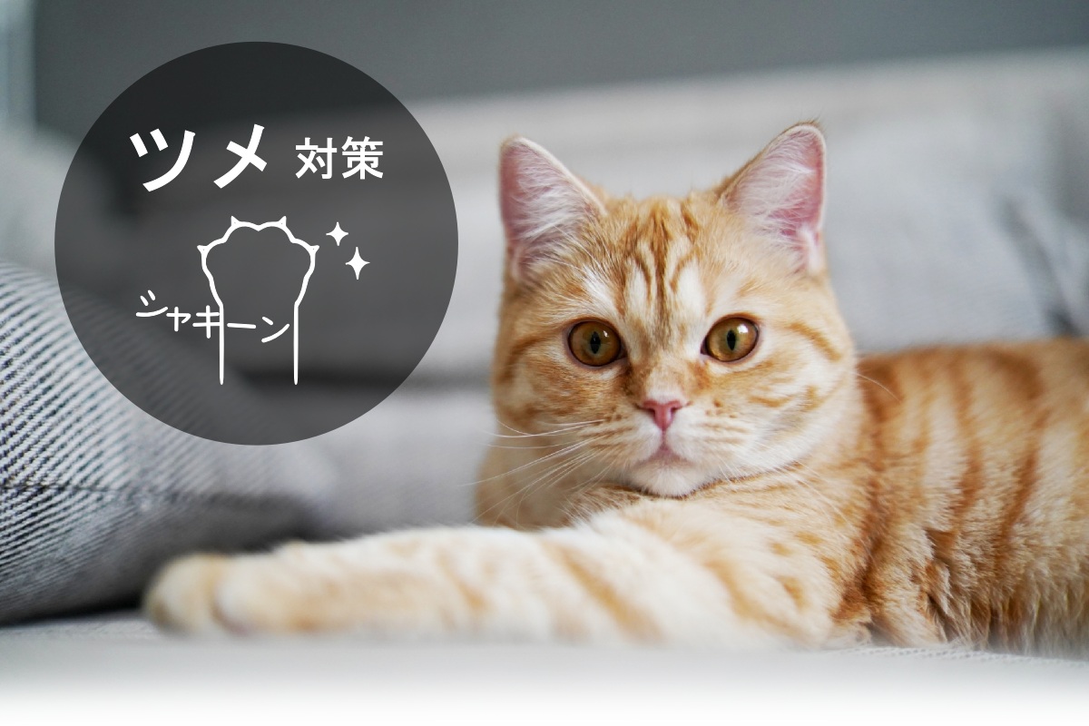 ペットの爪対策カーペット