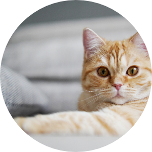 犬・猫と暮らす