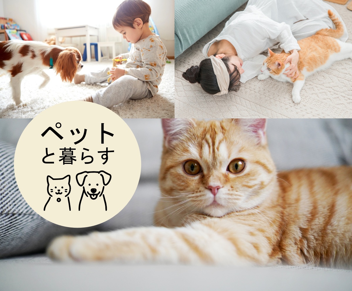 ペットのためのお買い得ラグ特集